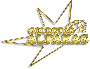 Goldstar-Alpakas